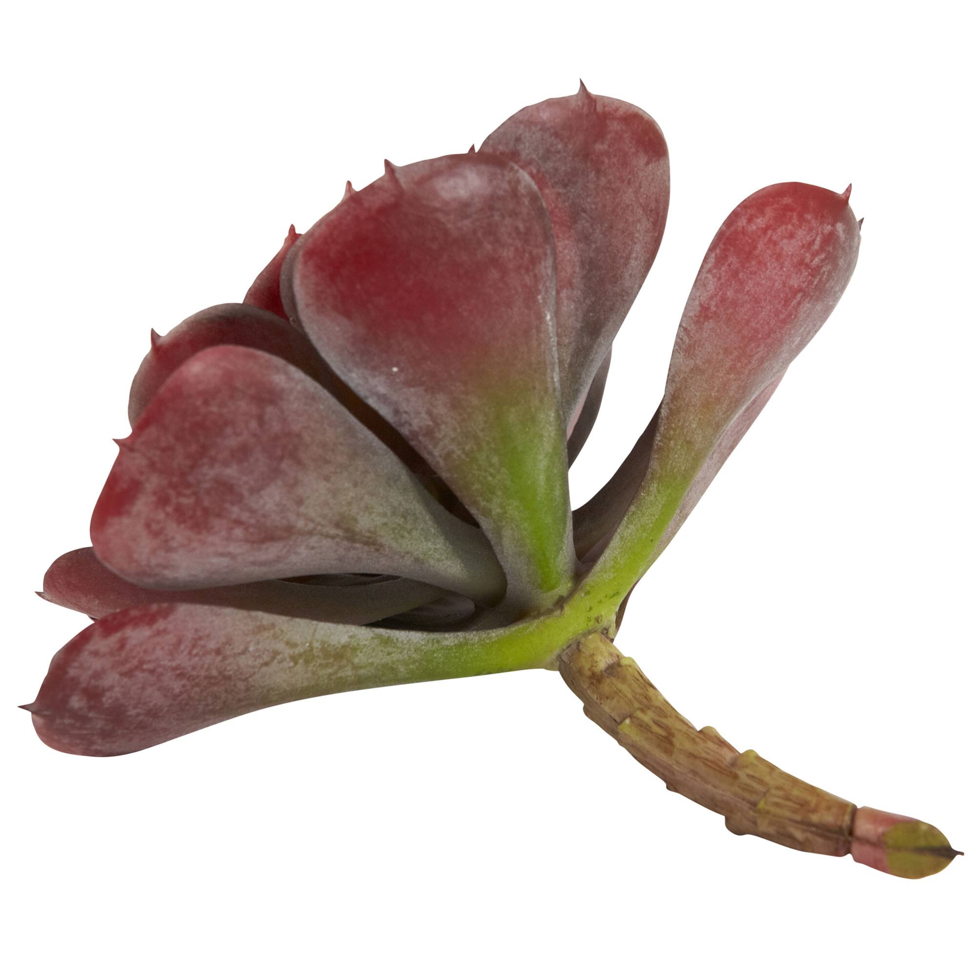 Burgundy Echeveria Succulent Pick, 12ct.